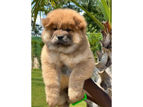 Chow Chow Köpeği Yavruları