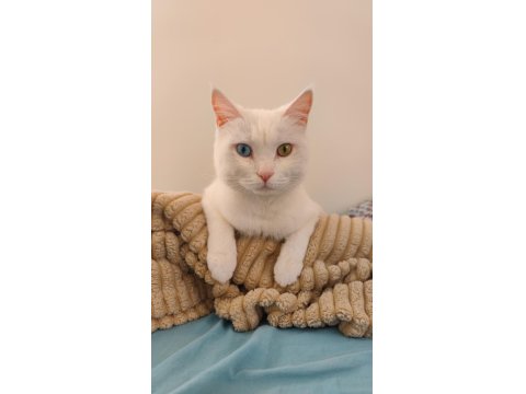 Sakin Uslu Kısır Aşıları Tam Ankara Kedisi