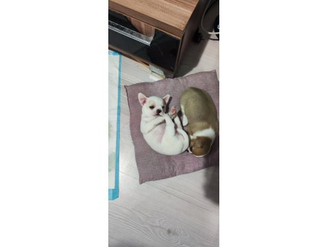 2 Erkek 45 Günlükler A Kalite Chihuahua