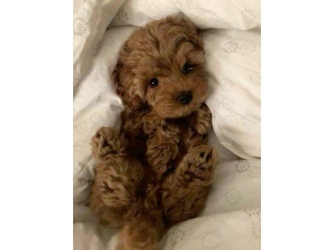 Toy Poodle Kore Kan Orjinal Yavrular