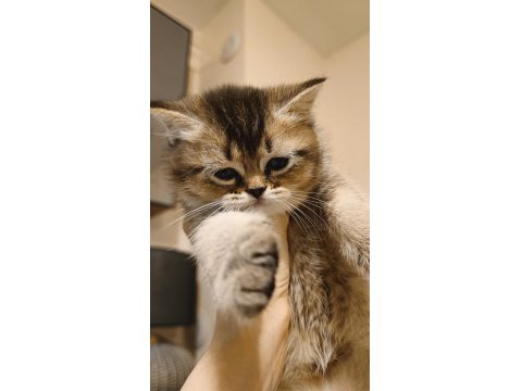 Güzeller Güzeli Scottish Foldlar