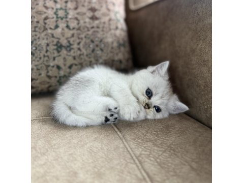 Özel Yetiştirilmiş Wcf Kayıtlı British Shorthair Yavru
