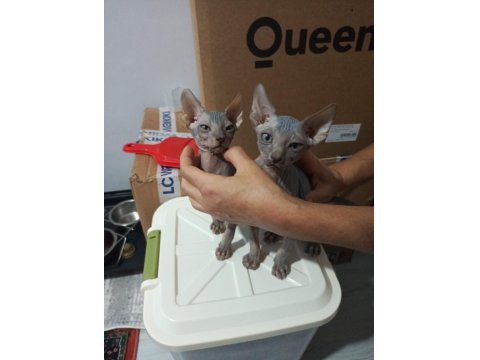 Kanada Sfenks Yavrular Uygun Verilecektir