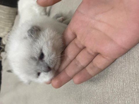 Scottish Fold Evinizin Neşesi Olsun