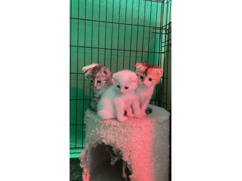 4 Kardeş Kediler Yeni Ailesini Bekliyor