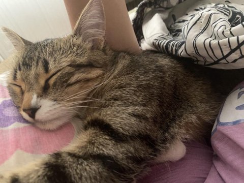 İşimden Dolayı Kedimi Sahiplendiriyorum