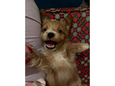 Yavru Maltipoo Köpeği