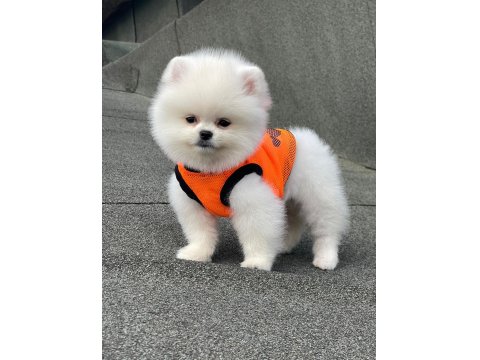 Ayı Surat Pomeranian Boo Yavru