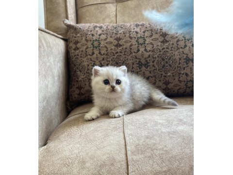 Irk Garantili Şecereli Anne Babanın British Bebeği