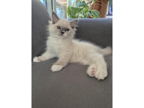 Mavi Gözlü Muhteşem Yavru Ragdoll