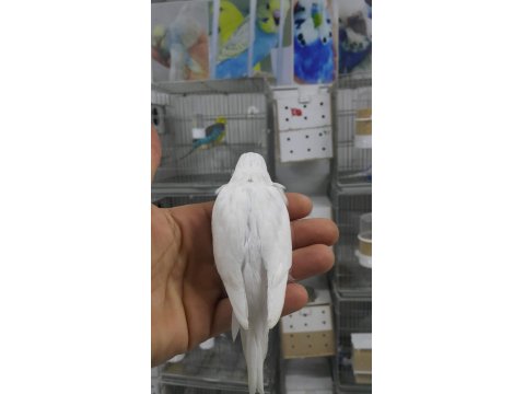 Alıştırmalık Ve Konuşturmalık Muhabbet Kuşu Yavrular