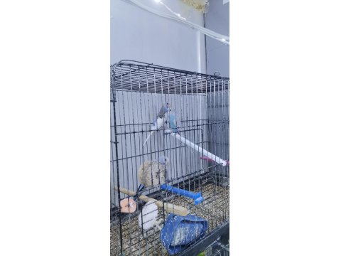 Yavru Muhabbet Kuşlarımız Teslime Hazır