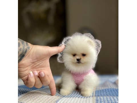 Ayı Surat Pomeranian Boo Yavrular