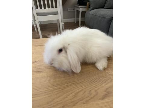 Mini Lop Tavşan 6 Ocak 2026 Doğumlu