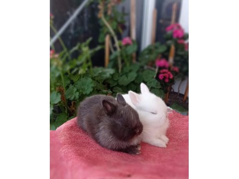 Cüce Tavşan (Nedherland Dwarf)