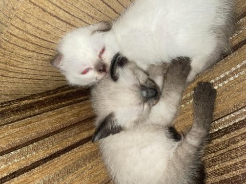2 Aylık Siyam Kedisi Yavru