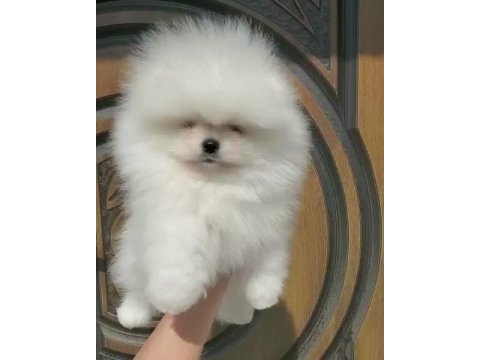 Pomeranian Boo Yavruları Köpekler