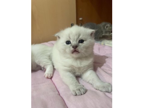 British Ve Scottish Fold Yavru Kediler