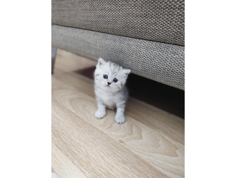 British Shorthair 1,5 Aylık