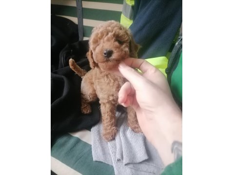 50 Günlük Tea Cup Toy Poodle Bebeklerim
