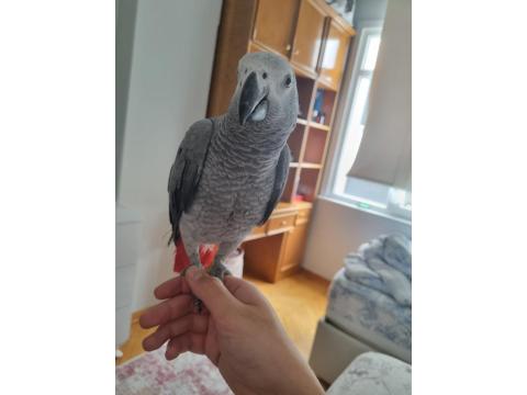Full Evcil Yavru Jako Papağanı