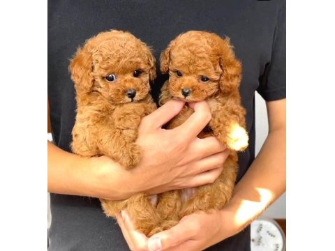 Toy Poodle Cinsi Yavru Köpeklerim