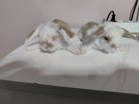 Hollanda Teddy Lop Tavşan