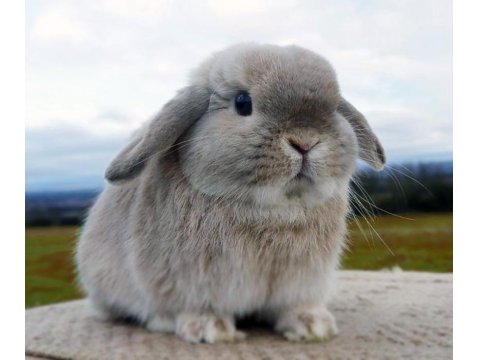 Yavru Hollanda Lop Tavşanı