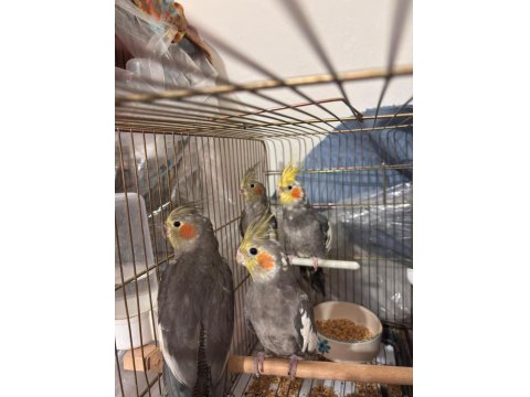 2 Dişi Ve 2 Erkek Sultan Papağanı Satılıktır!