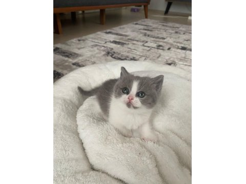 A Kalite Tuvalet Eğitimli Yavru Kediler