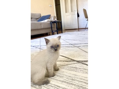 British Shorthair Erkek/Dişi Yavru