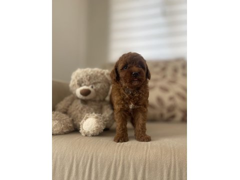 Maltipoo Yavruları 3 Aylık