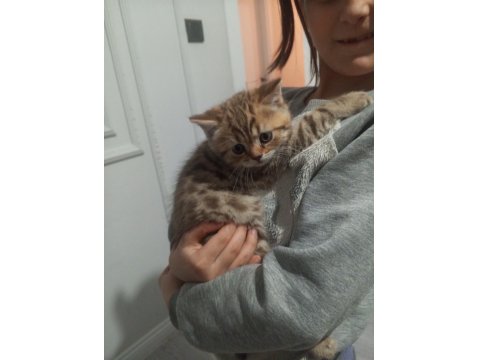 50 Günlük British Golden Yavrumuz