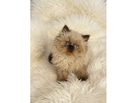 İran Himalayan - Odd Eyes