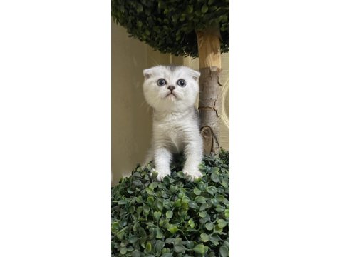 Dişi Ve Erkek 55 Günlük Scottish Ve British Yavru Kediler