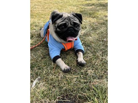 Eğitimli Bakımlı 1.5 Yaş Pug