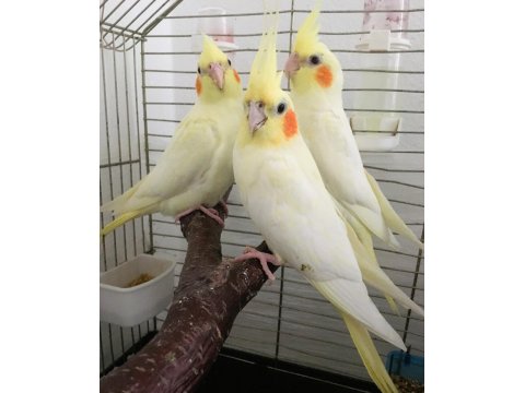 35 Günlük Yavru El Besleme Bebek Sultan Papağanlar