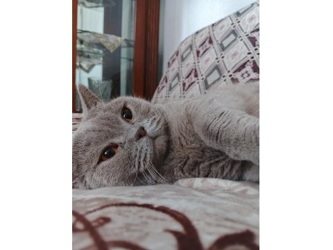 4 Yaşında British Shorthair Acil Sahiplendirme