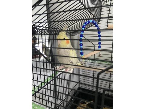 3 Aylık Sultan Papağanı