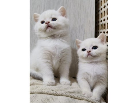 Scottish Straight Golden Point Erkek Kardeşler