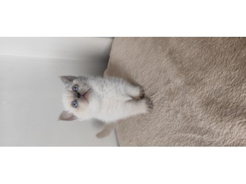 British Shorthair Yavruları