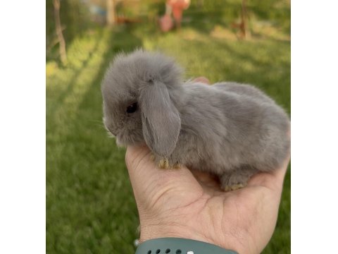 Hollanda Blue Lop Tavşanları Ve Beyaz Mavi Gözler