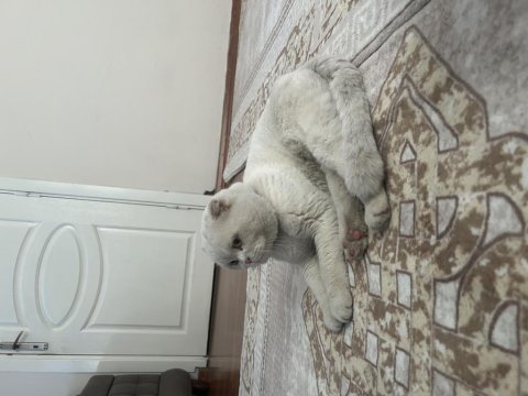 Scottish Fold Beyaz Kısa Kulak