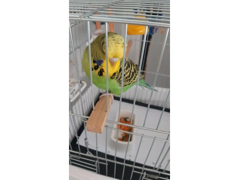 4 Aylık Jumbo Dişi Muhabbet Kuşu