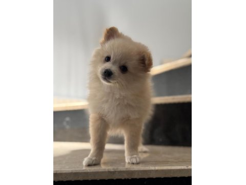 Pomeranian Spitz Sevimli Dost