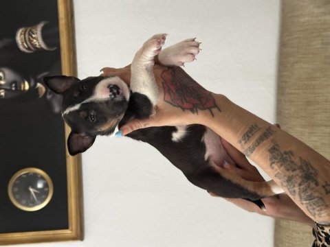 1 Buçuk Aylık Bull Terrier Yavrularımız