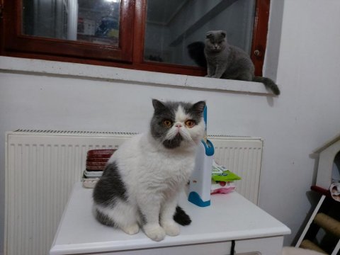 Ücretsiz Sahiplendirme Kediler