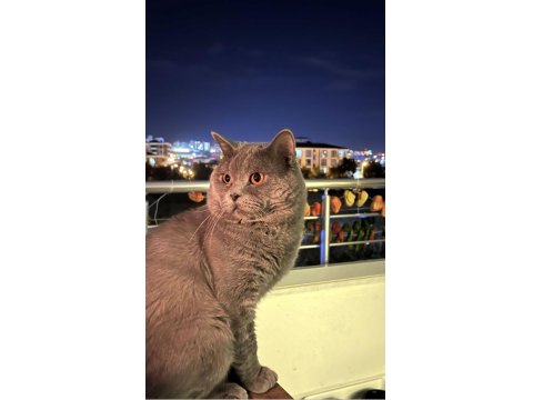 Kedimiz Duman Yeni Yuvasını Arıyor