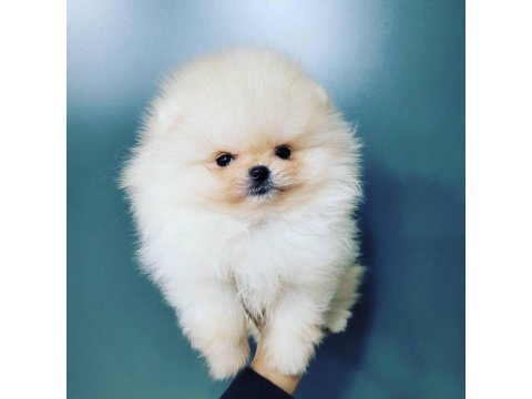 Ayı Surat Pomeranian Yavruları