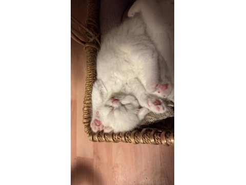 British Shorthair Kedilerimize Güzel Bakabilecek Aile Arıyoruz